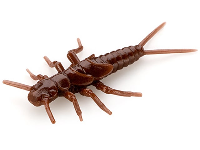 FishUp Stonefly 2.1cm #012 Chaos
