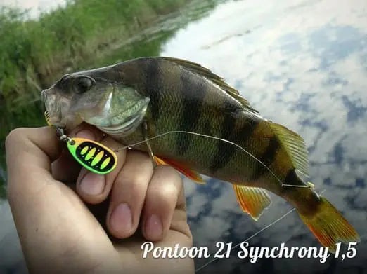 Pontoon21 Synchrony 5 22.3g T02-054 Synchrony 5 22.3g T02-054