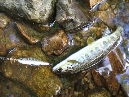 Smith AR-HD Minnow 45mm 5.7g 05 HS AR-HD Minnow 45mm 5.7g 05 HS
