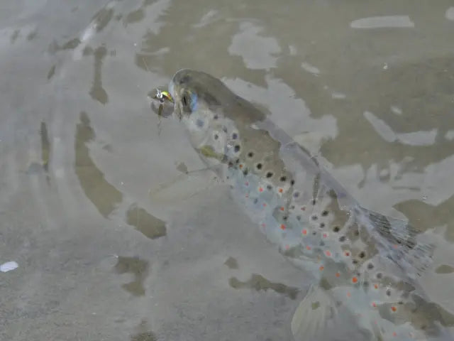 Smith AR-S Spinner Trout 1.6g 20 PWPI AR-S Spinner Trout 1.6g 20 PWPI