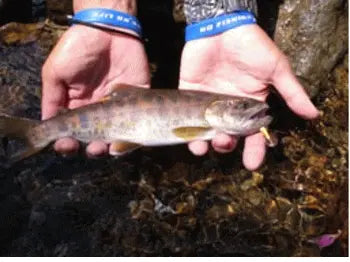 Smith AR-S Spinner Trout 2.1g 05 Smith AR-S Spinner Trout 2.1g 05
