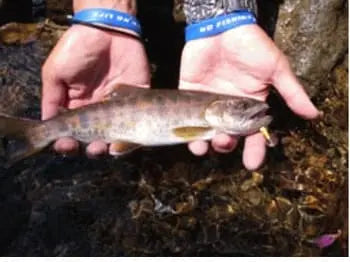 Smith AR-S Spinner Trout 3.5g 04 AR-S Spinner Trout 3.5g 04