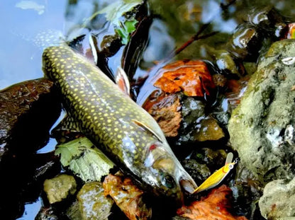 Vobler Smith AR-FS Minnow 45mm 3.7g 11 S AR-FS Minnow 45mm 3.7g 11 S
